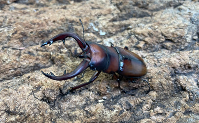 トカラノコギリクワガタ