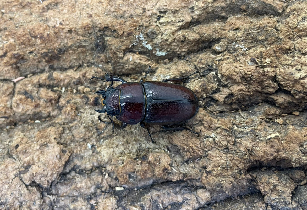 トカラノコギリクワガタ