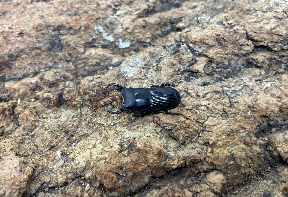 ナカノシマネブトクワガタ