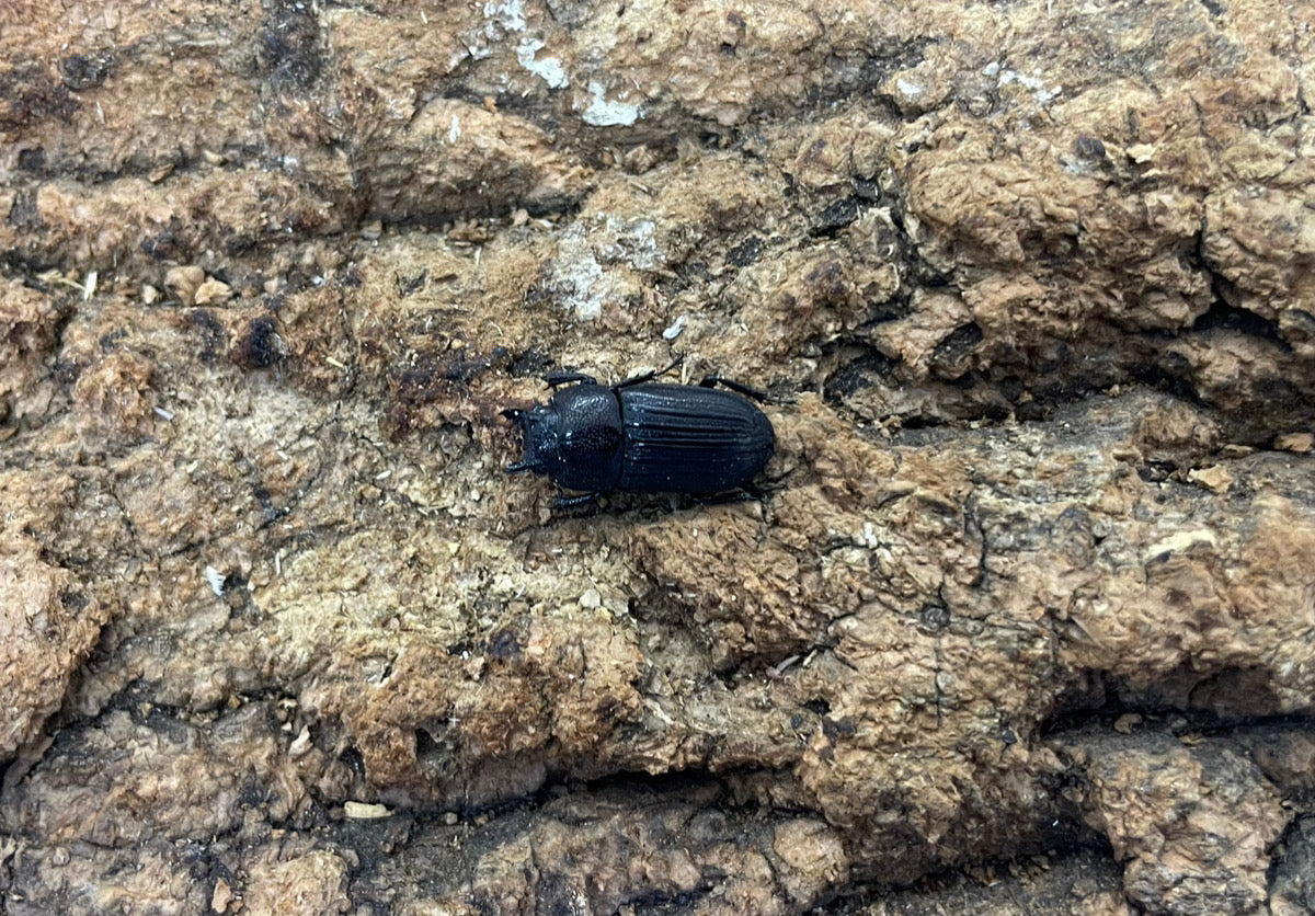 ナカノシマネブトクワガタ