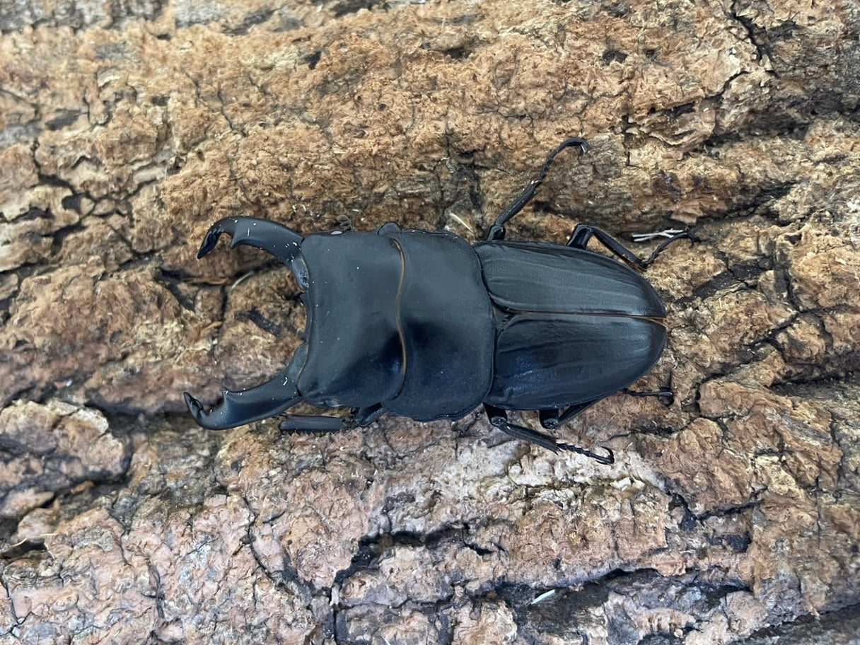 ヒラタクワガタ – INSECT SHOP KMY