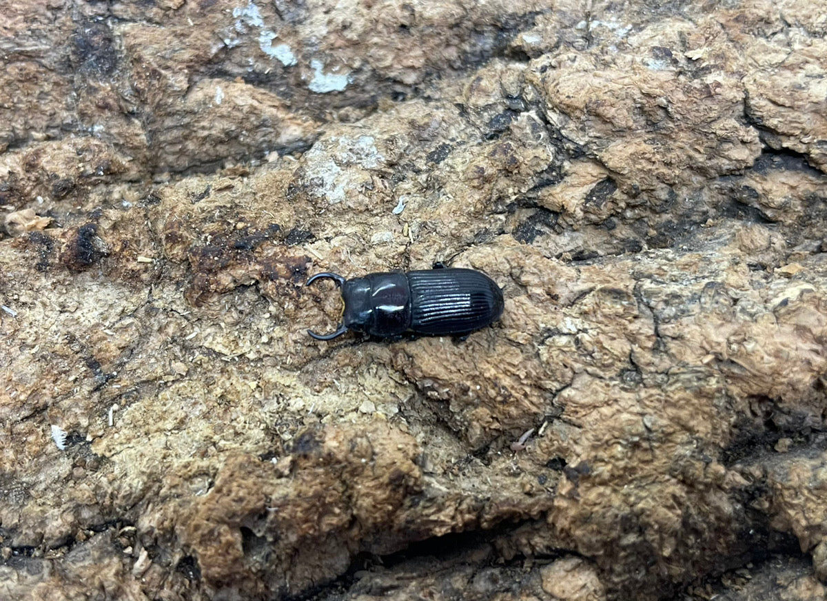 ナカノシマネブトクワガタ