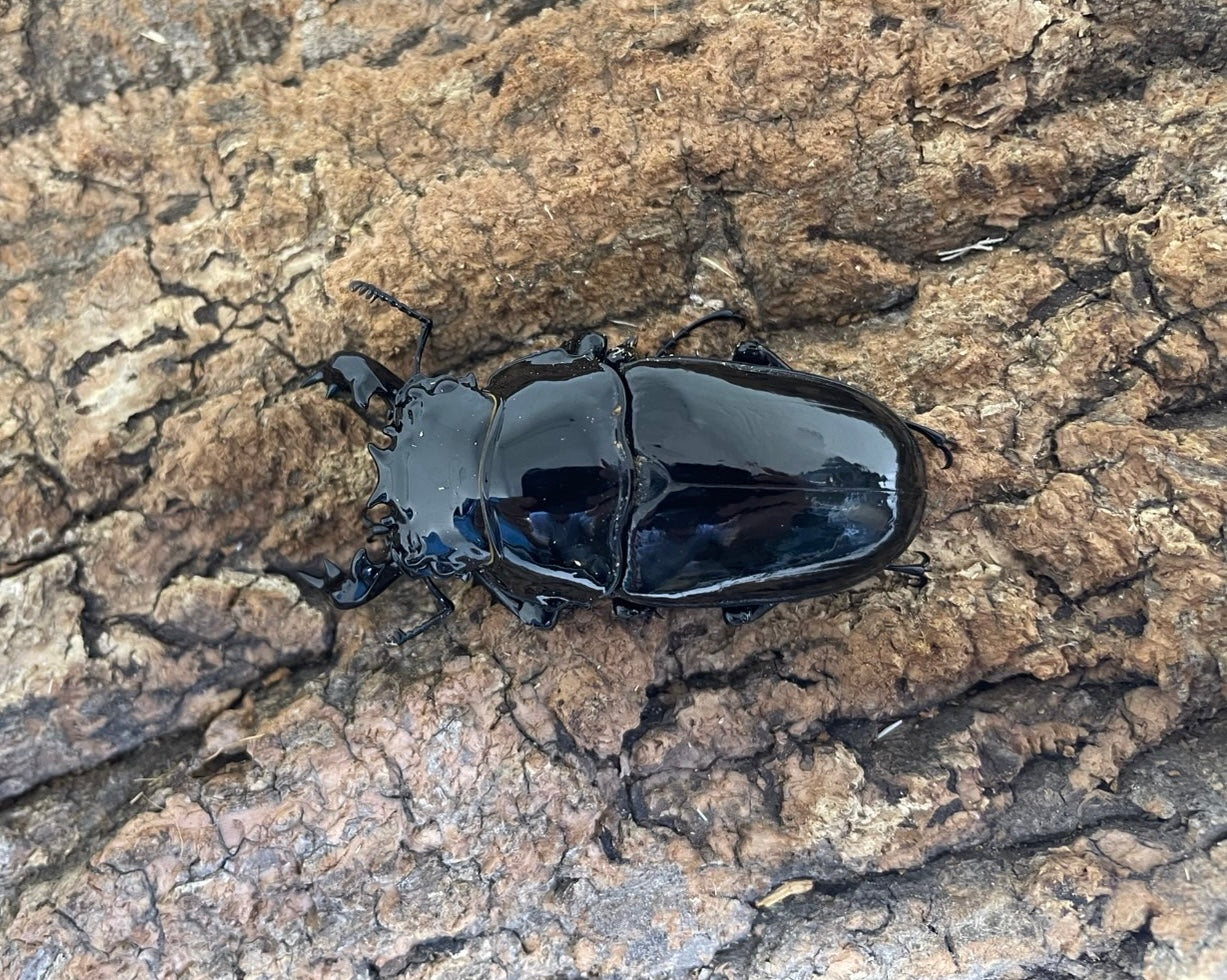 タランドゥスオオツヤクワガタ