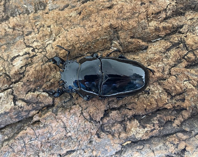 タランドゥスオオツヤクワガタ