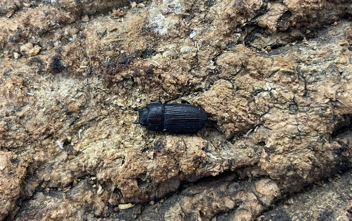 ナカノシマネブトクワガタ