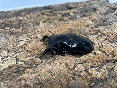 タランドゥスオオツヤクワガタ