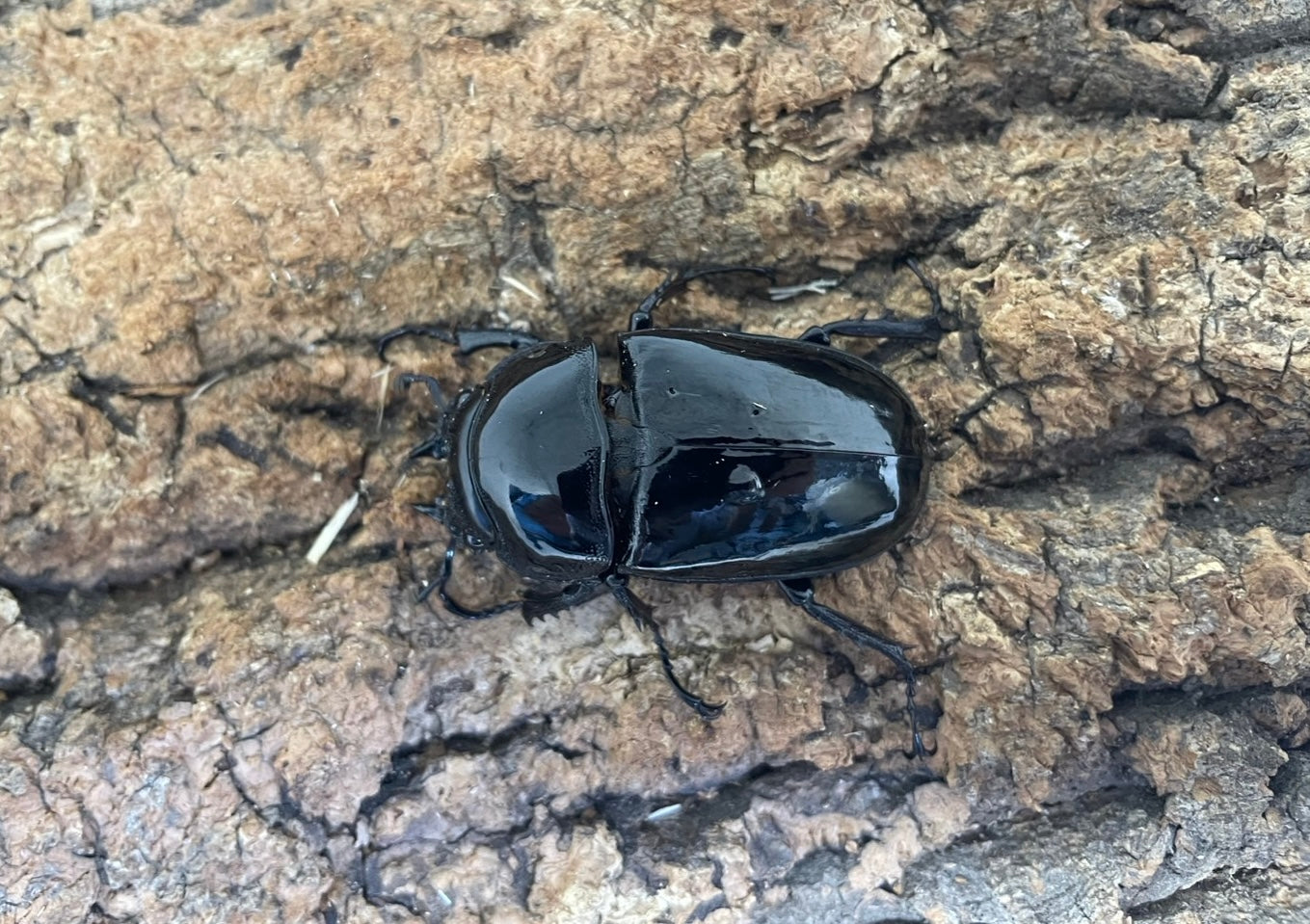 タランドゥスオオツヤクワガタ
