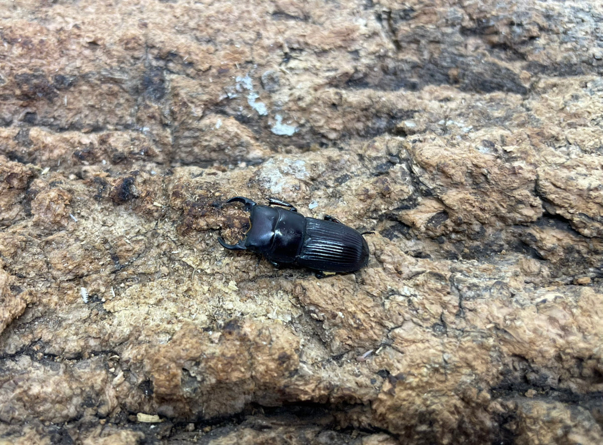 ヤエヤマネブトクワガタ