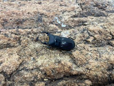 アマミネブトクワガタ