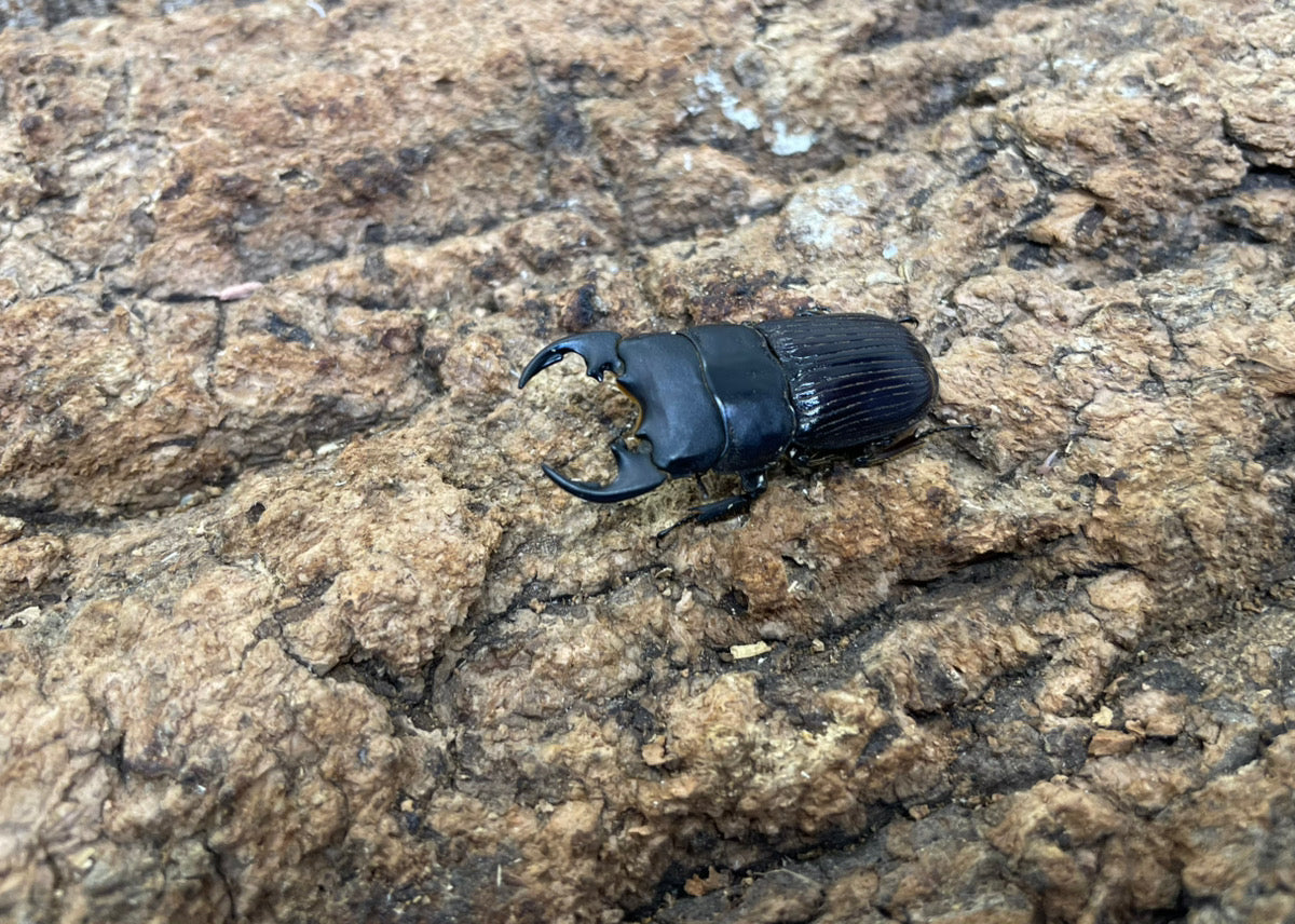 ヤンソンネブトクワガタ