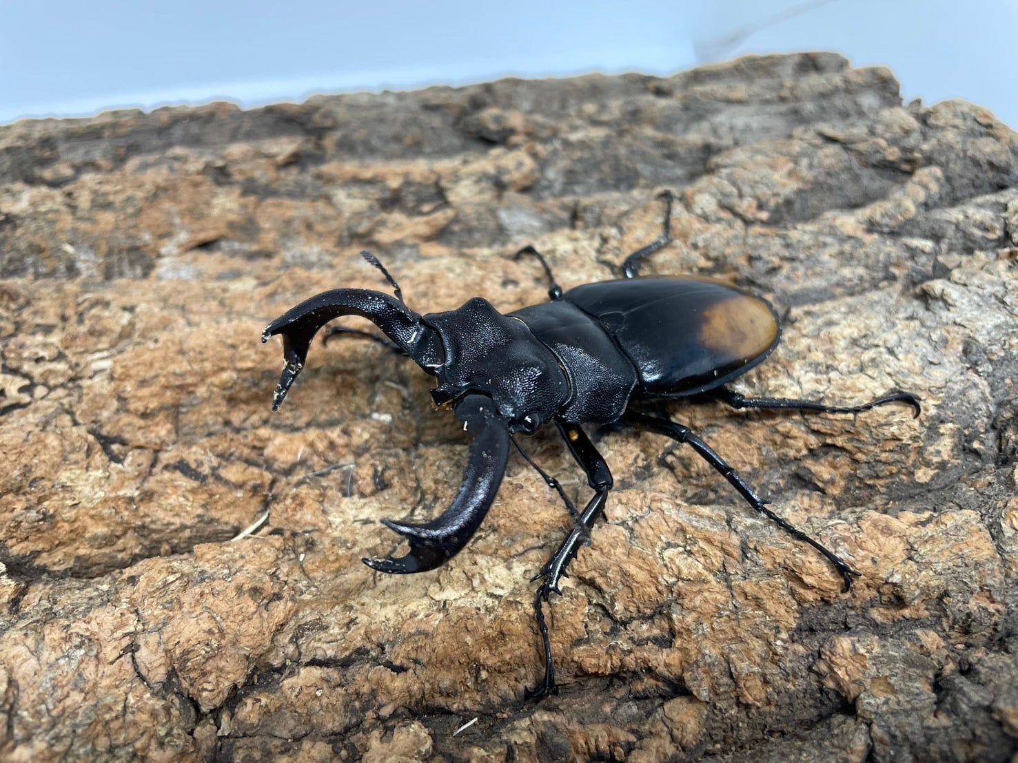 豪州産　カタハリクワガタ　18mm カタハリクワガタ No.1 | 愉快な海と波と恵