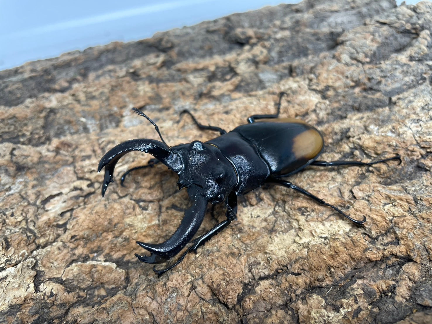 豪州産　カタハリクワガタ　18mm 豪州産 カタハリクワガタ 18mm 標本 オーストラリア産 カタハリ