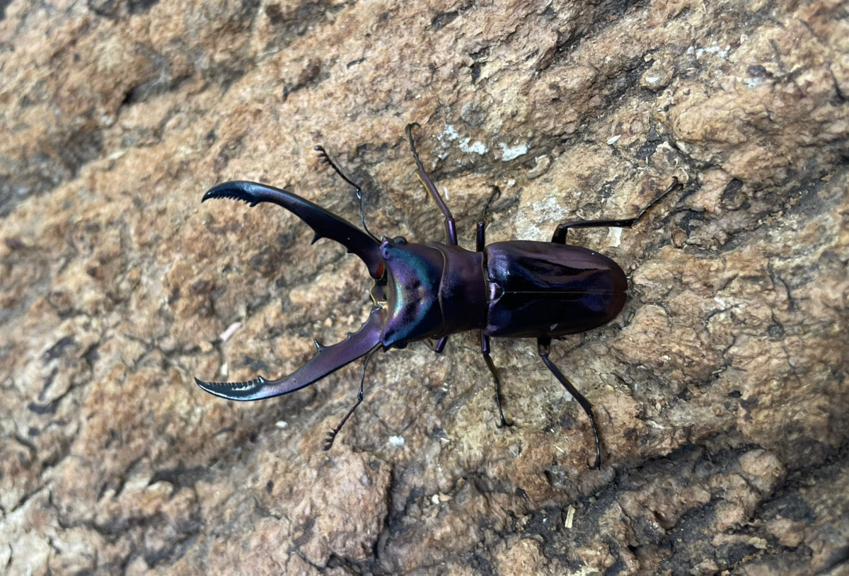 メタリフェルホソアカクワガタ