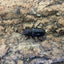 メタリフェルホソアカクワガタ