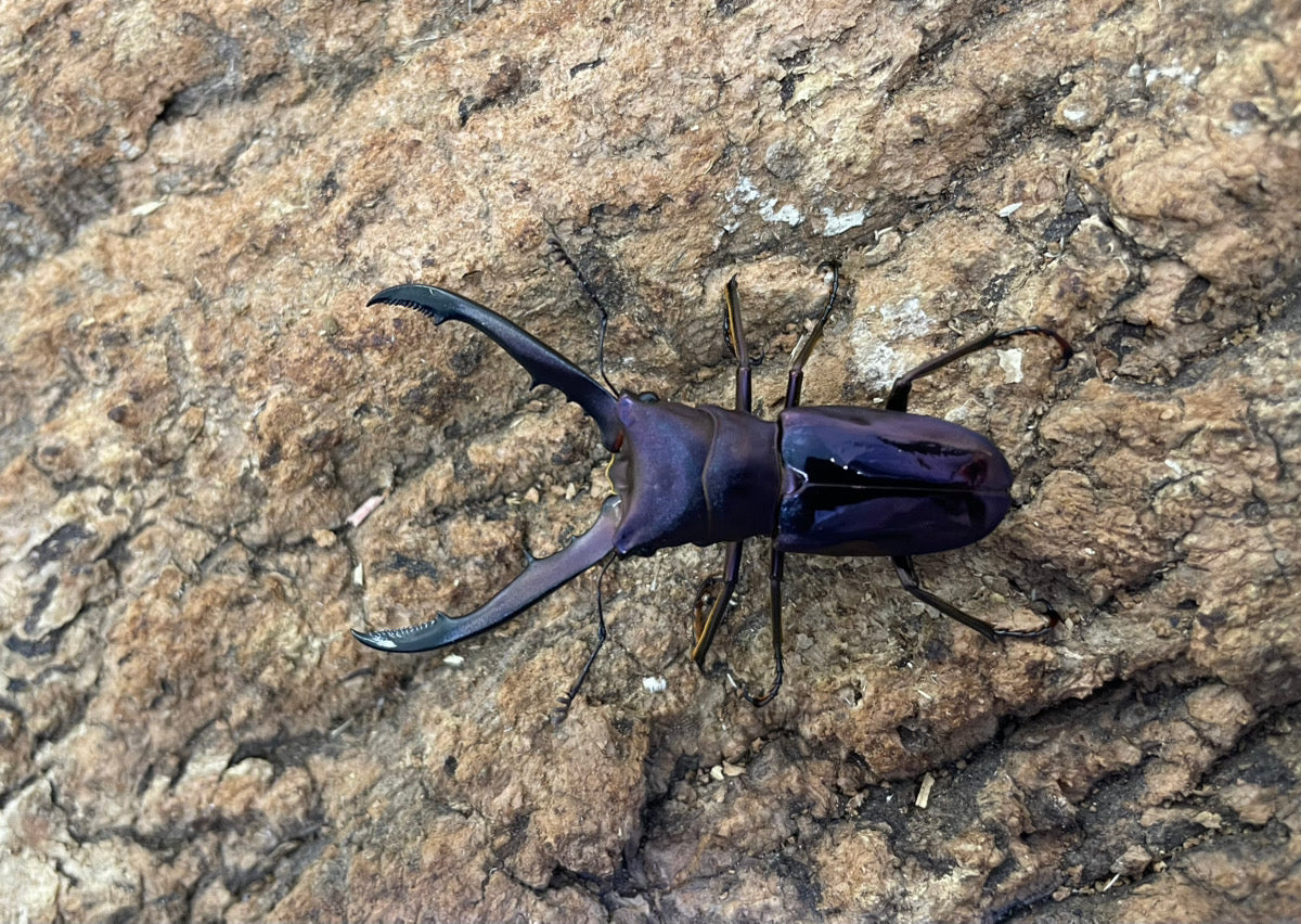 メタリフェルホソアカクワガタ