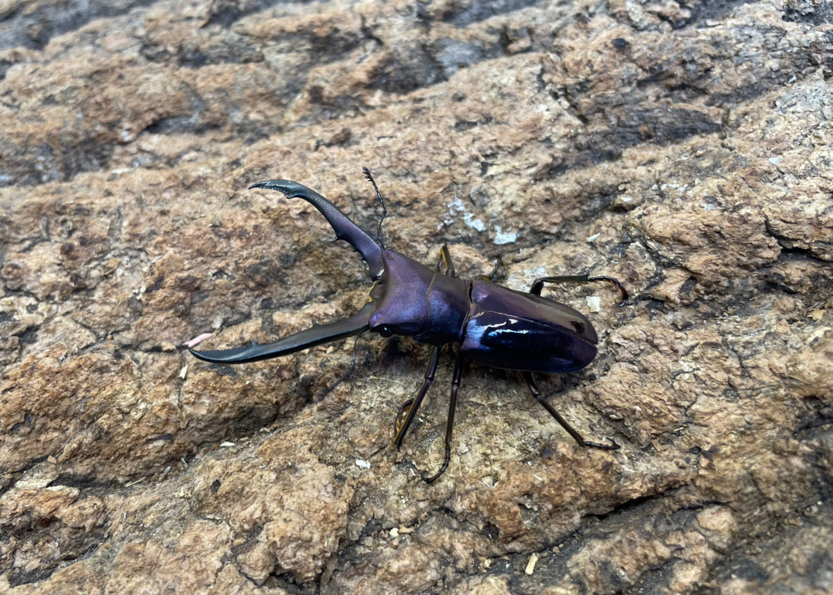 メタリフェルホソアカクワガタ