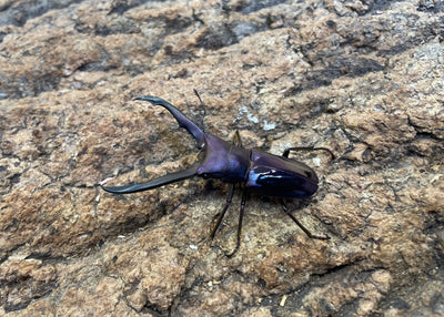 メタリフェルホソアカクワガタ