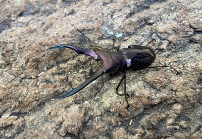 メタリフェルホソアカクワガタ