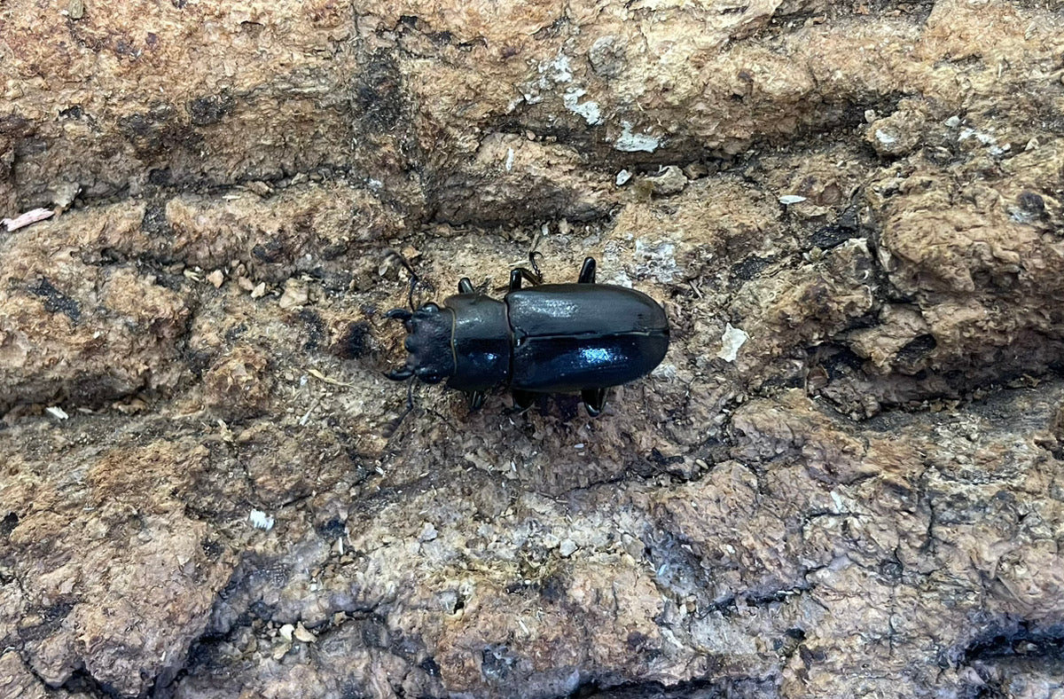 メタリフェルホソアカクワガタ