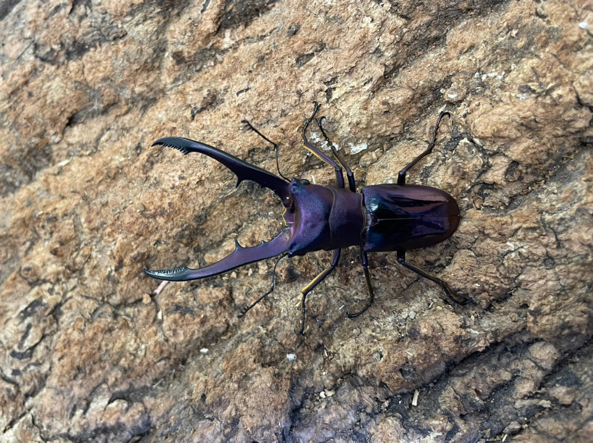 メタリフェルホソアカクワガタ