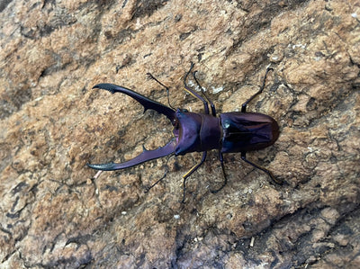 メタリフェルホソアカクワガタ