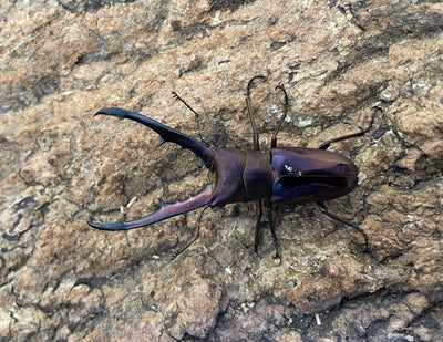 メタリフェルホソアカクワガタ
