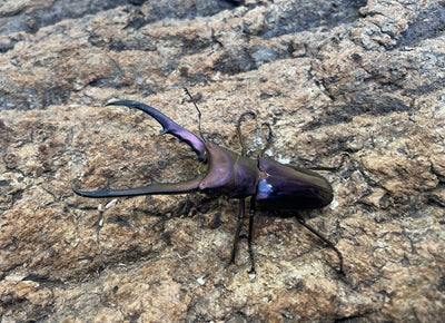 メタリフェルホソアカクワガタ