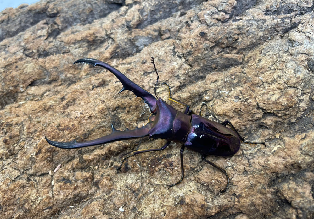 メタリフェルホソアカクワガタ