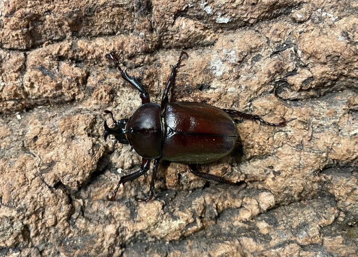 国産カブトムシ（極小サイズ）
