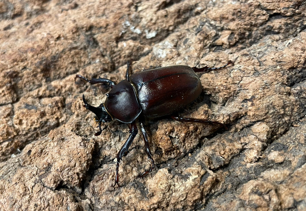 国産カブトムシ（極小サイズ）