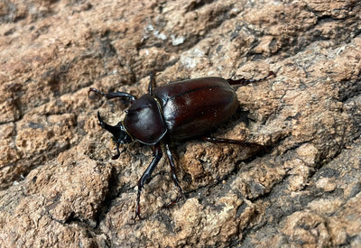 国産カブトムシ（極小サイズ）