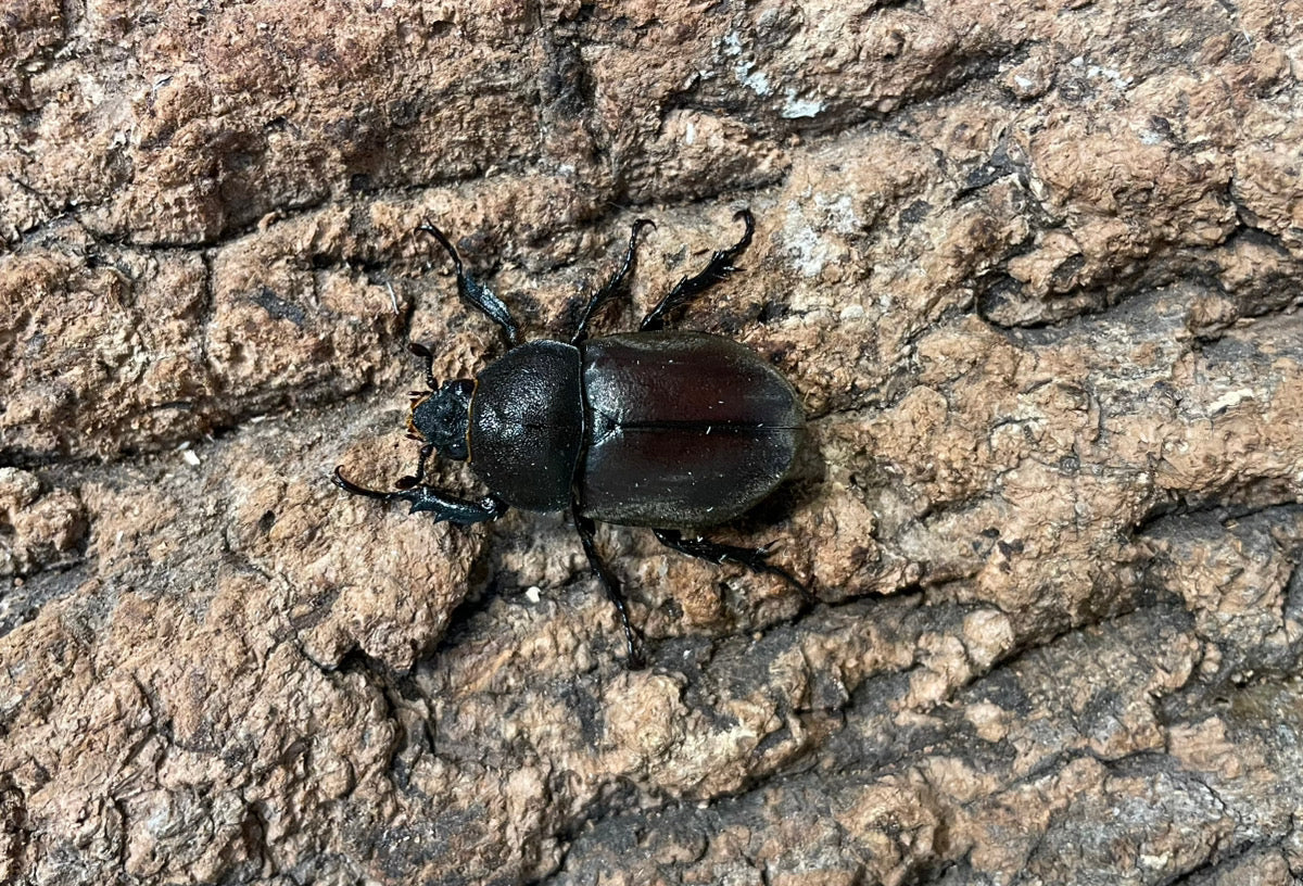 国産カブトムシ（極小サイズ）