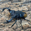 【WD】パリーフタマタクワガタ