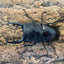 【WD】スチーブンツヤクワガタ