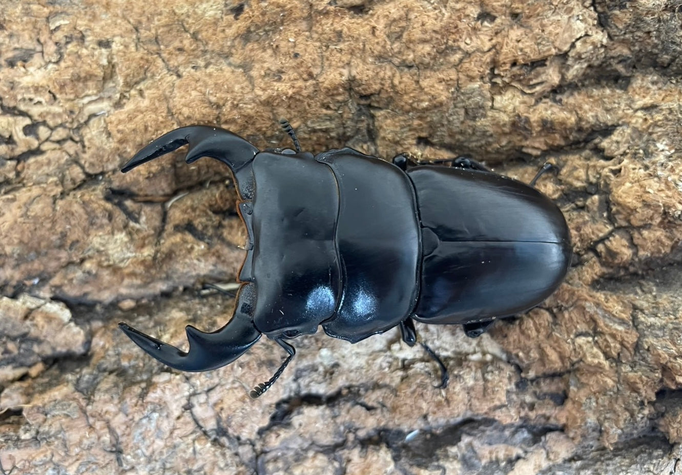 インドアンタエウスオオクワガタ