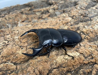 インドアンタエウスオオクワガタ