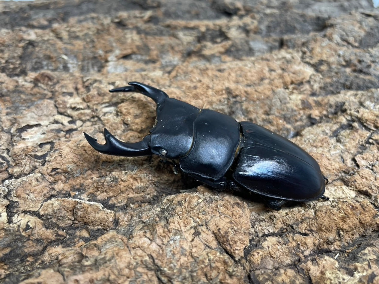 豪州産　カタハリクワガタ　18mm 豪州産 カタハリクワガタ 18mm Amazon | インセクトランド