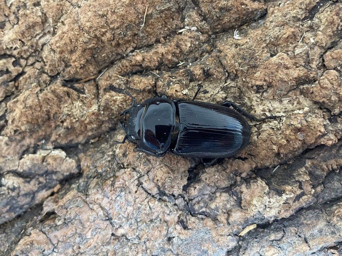 ★☆ホワイトアイ国産オオクワガタ　1♂ｘ2♀ (No.2)☆★ ホワイトアイ オオクワガタ