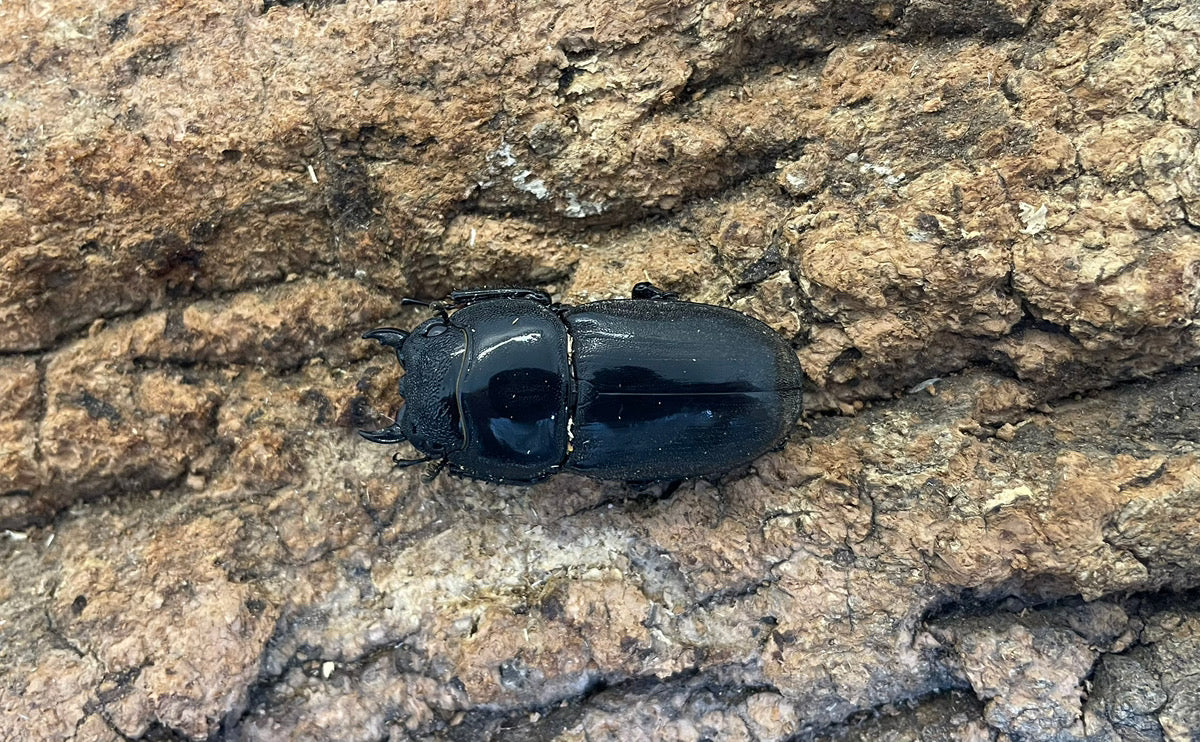 【WD】スマトラオオヒラタクワガタ