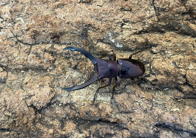 メタリフェルホソアカクワガタ