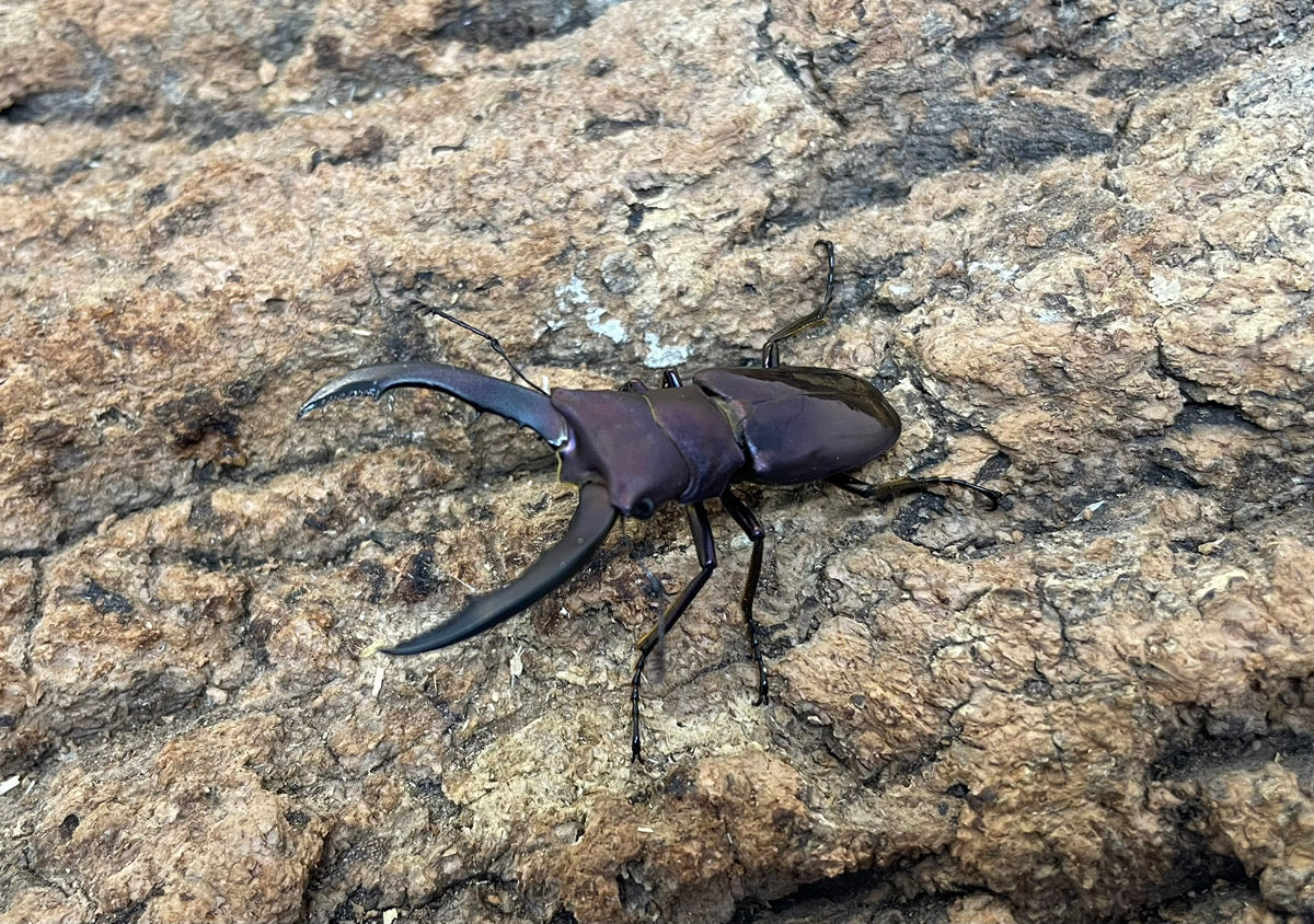 メタリフェルホソアカクワガタ