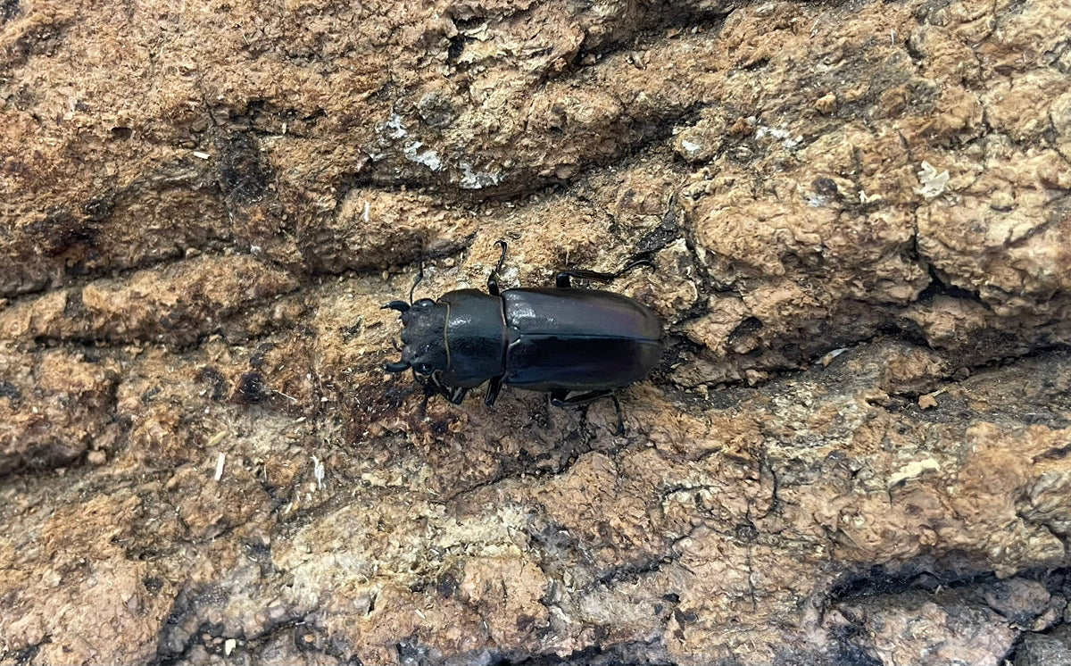 メタリフェルホソアカクワガタ