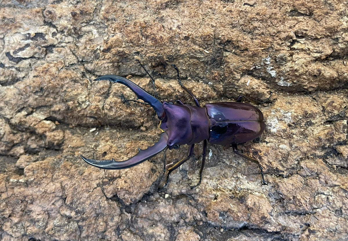 メタリフェルホソアカクワガタ