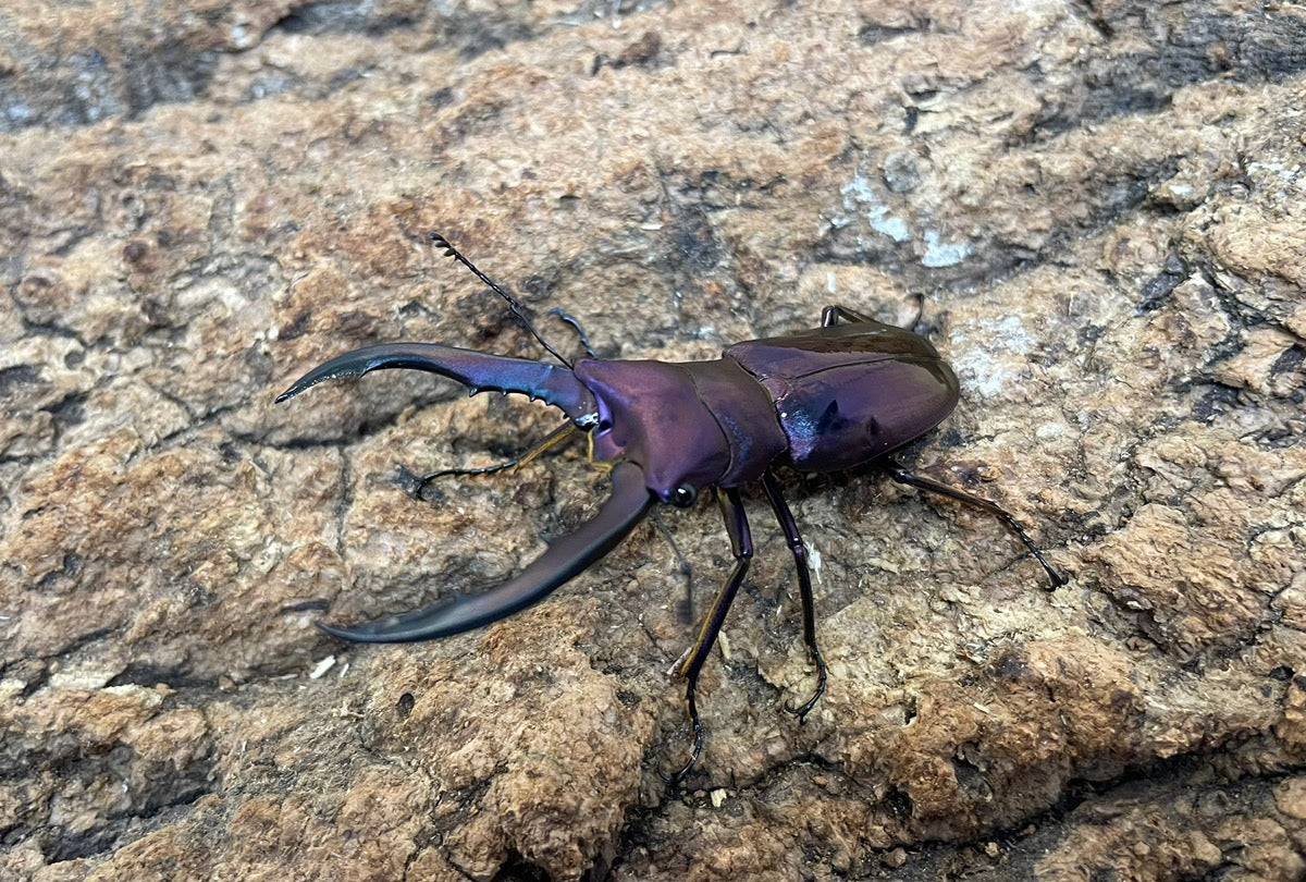 メタリフェルホソアカクワガタ