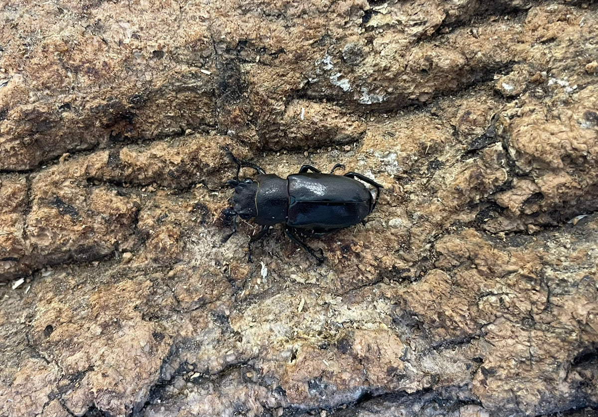 メタリフェルホソアカクワガタ