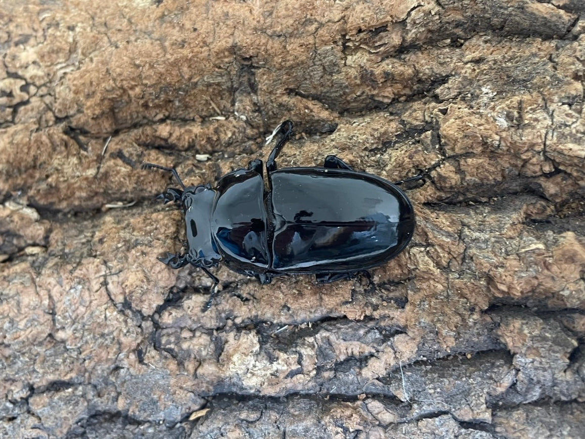 タランドゥスオオツヤクワガタ