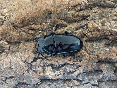 タランドゥスオオツヤクワガタ