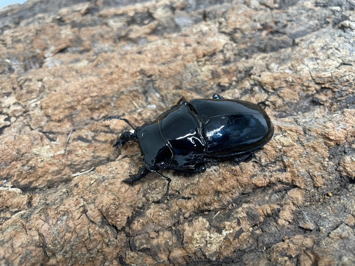 タランドゥスオオツヤクワガタ – INSECT SHOP KMY