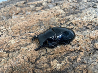 タランドゥスオオツヤクワガタ