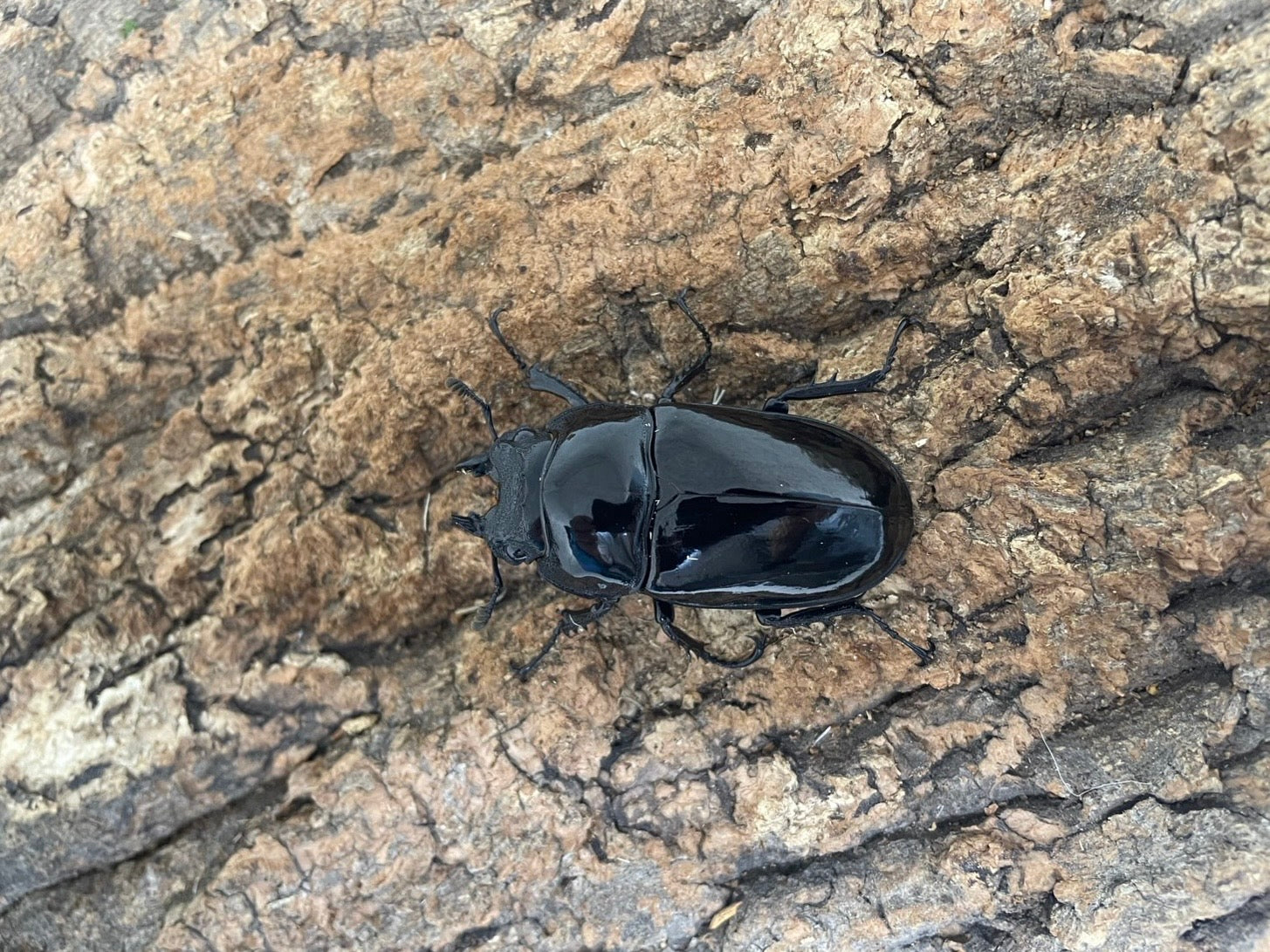 タランドゥスオオツヤクワガタ – INSECT SHOP KMY